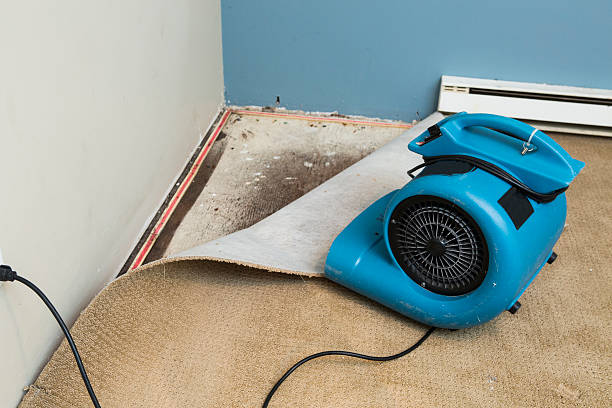 Best Water damage contractors near me  in Elkton, KY